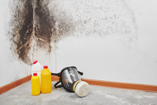 Best Commercial Mold Remediation in Chula Vista, CA