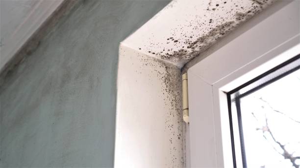 Best Mold Remediation for Specific Building Types in Chula Vista, CA