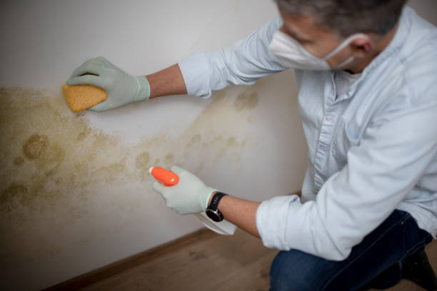 Best Bathroom Mold Remediation in Chula Vista, CA