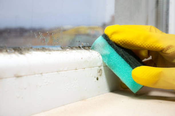 Best Attic Mold Remediation in Chula Vista, CA
