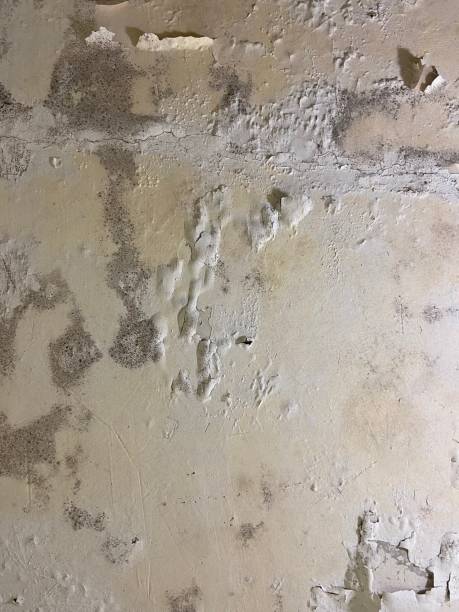 Best Mold Testing and Inspection Services in Chula Vista, CA