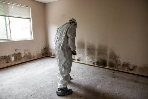 Best White Mold Remediation in Chula Vista, CA