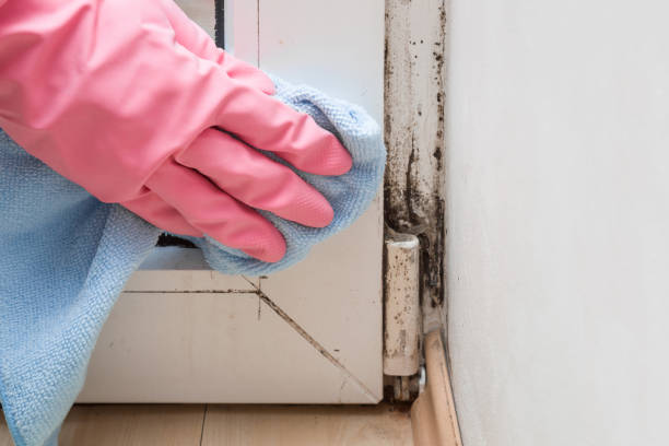 Best Residential Mold Remediation in Chula Vista, CA